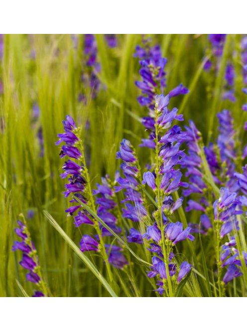 Bugatölcsér / PENSTEMON strictus 