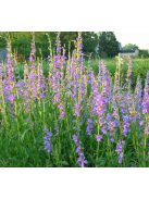 Bugatölcsér / PENSTEMON strictus 