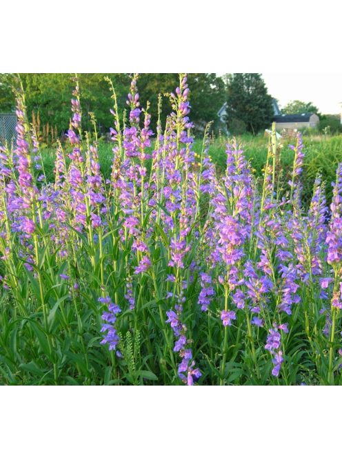 Bugatölcsér / PENSTEMON strictus 