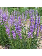 Bugatölcsér / PENSTEMON strictus 