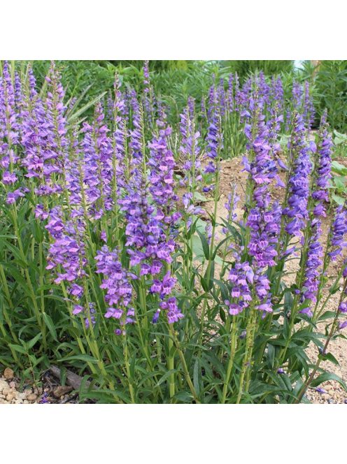 Bugatölcsér / PENSTEMON strictus 
