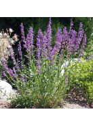 Bugatölcsér / PENSTEMON strictus 