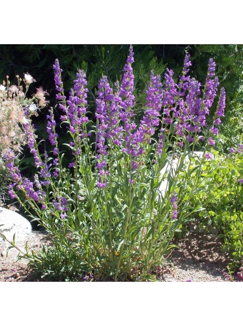 Bugatölcsér / PENSTEMON strictus 