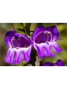 Bugatölcsér / PENSTEMON strictus 