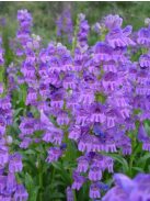 Bugatölcsér / PENSTEMON strictus 