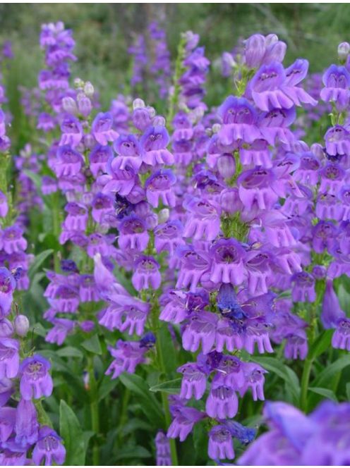 Bugatölcsér / PENSTEMON strictus 