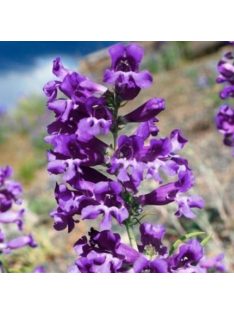 Bugatölcsér / PENSTEMON virgatus  'Blue Buckle'