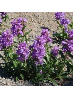 Bugatölcsér / PENSTEMON virgatus  'Blue Buckle'