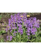 Bugatölcsér / PENSTEMON virgatus  'Blue Buckle'