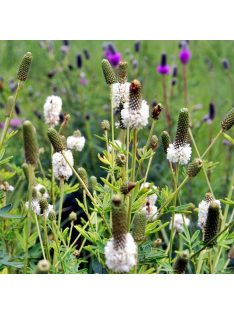 Pusztai here / DALEA candidum 