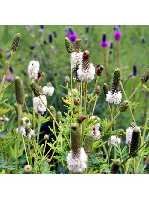 Pusztai here / DALEA candidum 