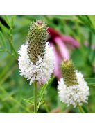 Pusztai here / DALEA candidum 