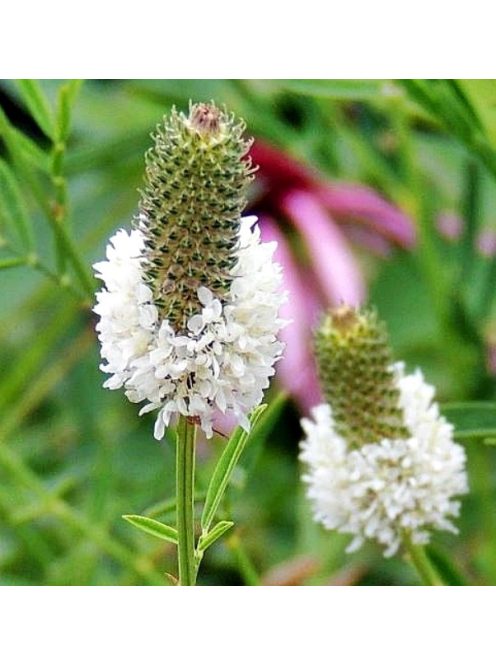 Pusztai here / DALEA candidum 