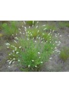 Pusztai here / DALEA candidum 