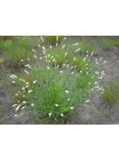 Pusztai here / DALEA candidum 
