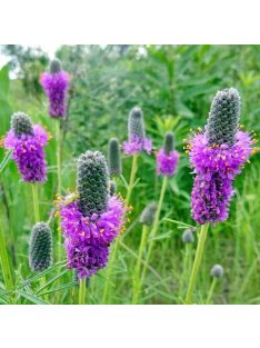 Pusztai here / DALEA purpureum 