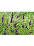 Pusztai here / DALEA purpureum 