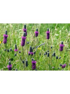 Pusztai here / DALEA purpureum 