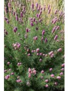 Pusztai here / DALEA purpureum 