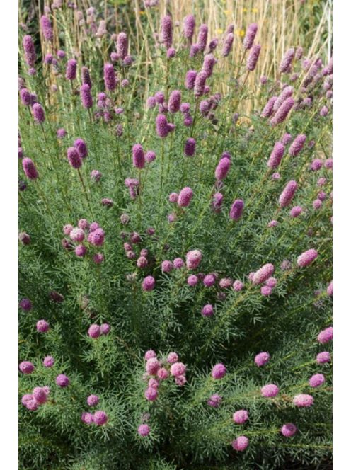 Pusztai here / DALEA purpureum 