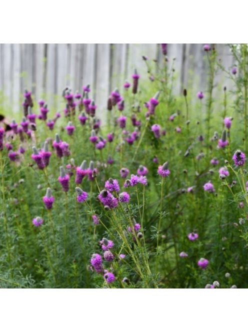Pusztai here / DALEA purpureum 