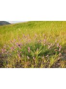 Pusztai here / DALEA purpureum 