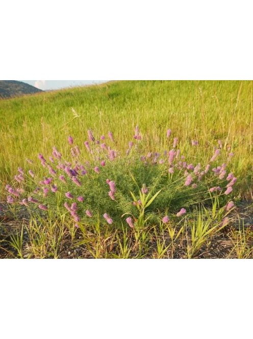 Pusztai here / DALEA purpureum 