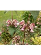 Macskahere / PHLOMIS samia (true)
