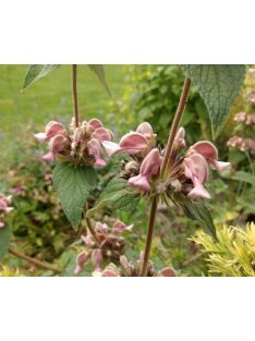 Macskahere / PHLOMIS samia (true)