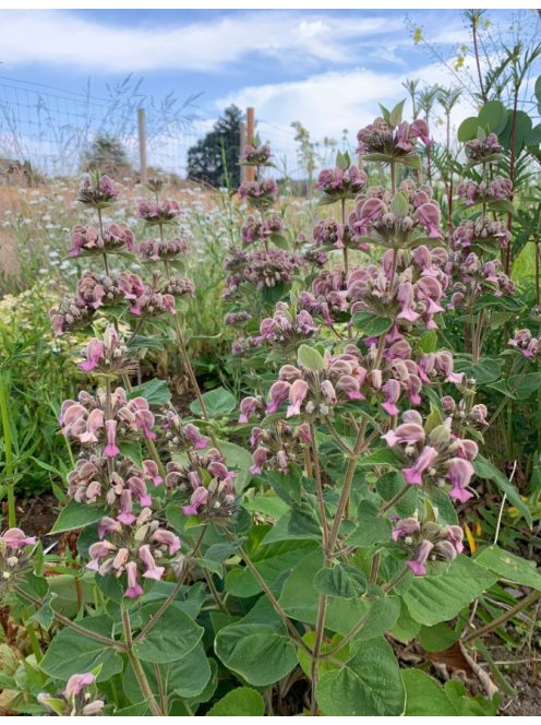 Macskahere / PHLOMIS samia (true)