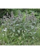Macskahere / PHLOMIS samia (true)