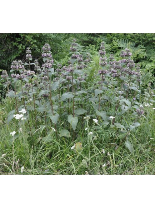 Macskahere / PHLOMIS samia (true)