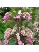 Macskahere / PHLOMIS samia (true)