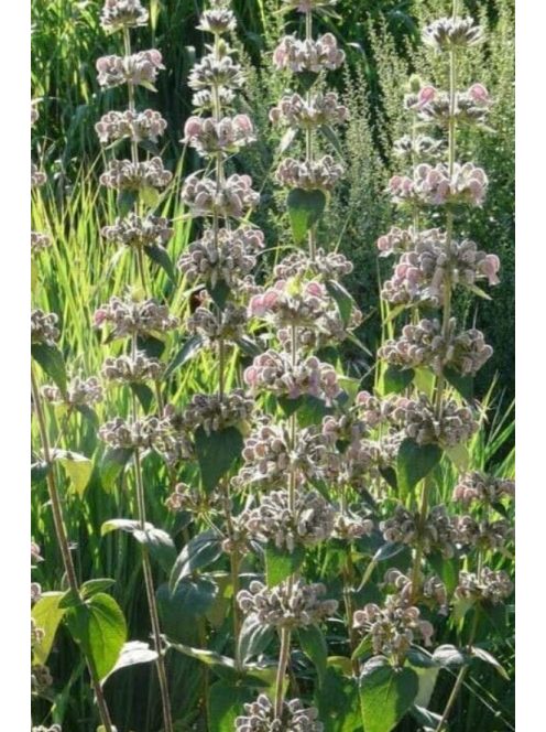 Macskahere / PHLOMIS samia (true)