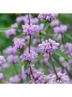 Gumós macskahere / PHLOMIS tuberosa 