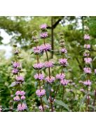Gumós macskahere / PHLOMIS tuberosa 