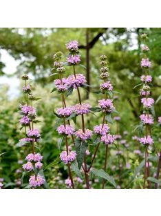 Gumós macskahere / PHLOMIS tuberosa 