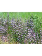 Gumós macskahere / PHLOMIS tuberosa 