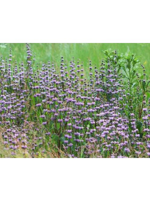 Gumós macskahere / PHLOMIS tuberosa 