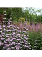 Gumós macskahere / PHLOMIS tuberosa 