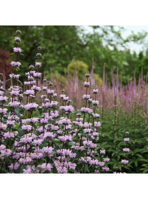 Gumós macskahere / PHLOMIS tuberosa 