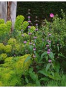 Gumós macskahere / PHLOMIS tuberosa 