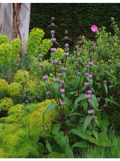 Gumós macskahere / PHLOMIS tuberosa 