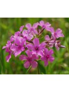 Lángvirág / PHLOX pilosa 