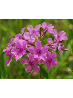 Lángvirág / PHLOX pilosa 