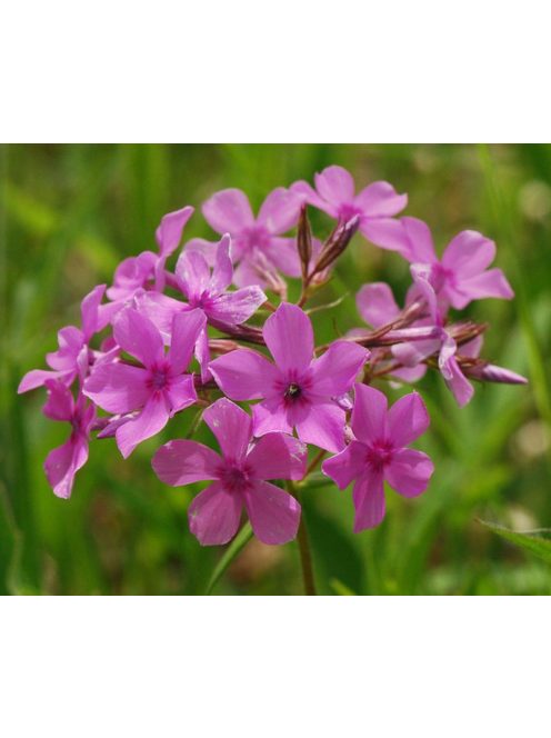 Lángvirág / PHLOX pilosa 