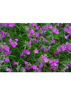Lángvirág / PHLOX pilosa 