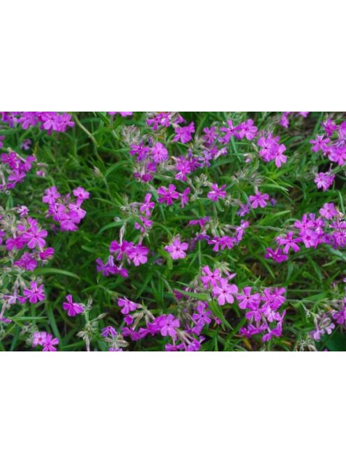 Lángvirág / PHLOX pilosa 