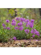 Lángvirág / PHLOX pilosa 