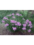 Lángvirág / PHLOX pilosa 